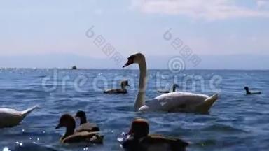 巨大的白天鹅和鸭子在清澈的湖水中游泳。 瑞士